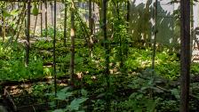 Plantation from Myittamon orphanage